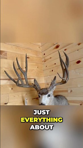 Kevin’s collection is impressive!! This Muley Buck is insane! #deerhunting #buckstormsd #hunting