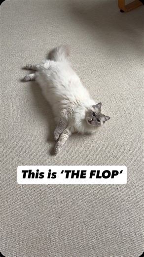 Why the flop? 👇 When your cat suddenly flops onto the floor to show you their belly, they are providing you with a powerful demonstration of their trust 🥰 Because the abdomen is their most vulnerable part (just think of all the vital organs in there!), exposing it is a scientific sign that your cat feels safe in your presence. This behaviour is rooted in deep affection and the knowledge that they are in a protected environment 😻 ⁣ What does the flop entail? ⁣ ⁣ - Slow walk to standing - Sudde