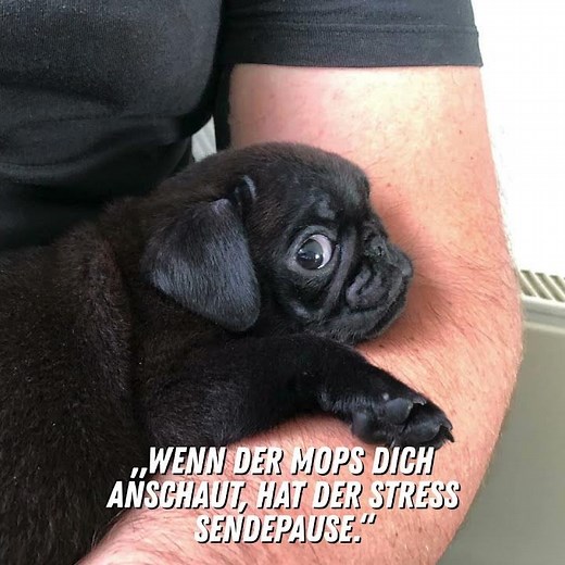 Wichtigstes Coping +: soziale Kontakte – mit und ohne Fell.
