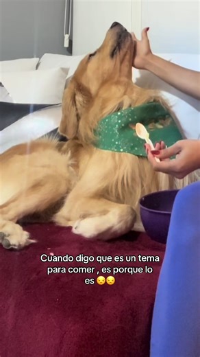 Ventajas de tener un Golden Retriever como compañero