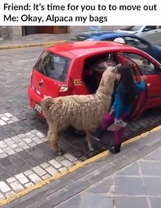 9.4K views · 31 reactions | Need some help Alpac-ing?  | AnyVan | Facebook