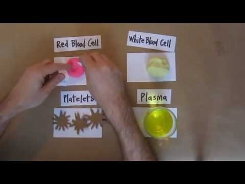 The 4 Components of Blood