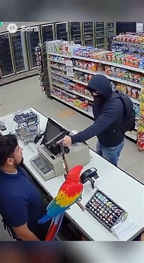 Parrot Attacks Thief to Protect Its Owner — Real Footage!