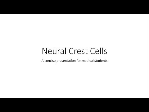 Neural Crest Cells - Embryology