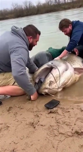 Catfish Grabs Woman | Caught On Camera!