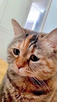 Funniest 2025 Cat Meme Compilation 😹🔥