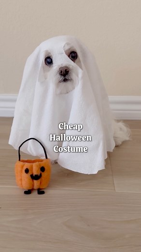 DIY Dog Ghost Costume: Too Cute to Spook! 👻 #maltese #maltesedog #dog #dogcostume #halloweencostume #fyp #spooky #halloween2024 #spooky #spookyseason #dogsofinstagram #dogsoffacebook | Maltese Angels - A-Rod and Bailey