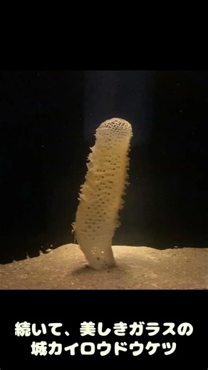 【深海の神秘】天女の羽衣からガラスの城まで！独自の進化を遂げた奇妙な生き物4選 #youtube#深海#生物#深海