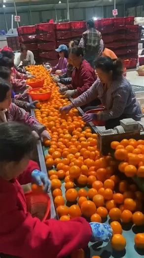 How Oranges Are Sorted & Packed in Factory#shorts