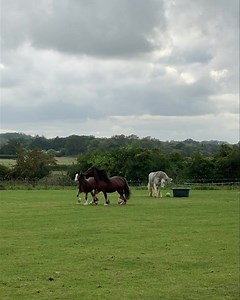 Back at our larger field, the mares and foals remain and the foals are ready for weaning. It’s a job for our Chief Equine Officer. So he was brought back from the field to become baby sitter. Such a good boy. Always keeping a distance but telling them he is in charge. The mares will soon realise he has the qualifications to do the job! | SAFE - Saving Abandoned Fly-Grazing Equines