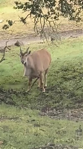 This is Nova, our Eland bull, enjoying a good scratch courtesy of a perfectly placed branch. 🪵 Here at Safari West, our largest antelope species is the Common Eland, with full-grown bulls weighing up to 2,200 pounds! Their slightly larger cousin, the Giant Eland (also known as the Derby Eland), can tip the scales at a whopping 2,600 pounds. As a whole, Eland are the largest species of antelope in the world—and Nova wears that title proudly! 📸: Animal Caregiver Lori #SafariWest #SantaRosa #Sono