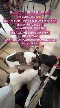 Paris has been discharged from the hospital🎉 #frenchbulldog #frenchie #multiplereads #pancreatitis