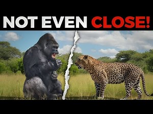 Eight Animals That Could Defeat A Gorilla