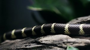 California Kingsnake Slowly Moving On Some Stock Footage Video (100% Royalty-free) 1097201255 | Shutterstock