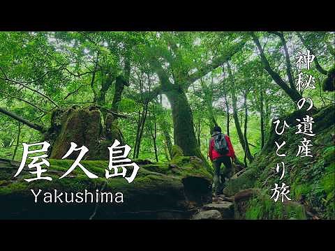 【世界遺産への旅】屋久島をめぐる2泊3日の旅ガイド｜往復22km 10時間の縄文杉トレッキングひとり旅 / 島に上陸するウミガメの産卵 / もののけ姫の聖地 白谷雲水峡【4K/8K】