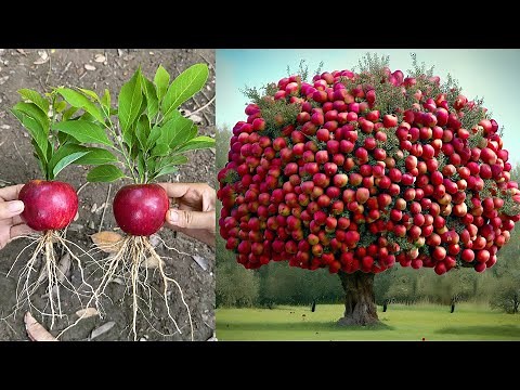 Apples...!! Growing Apples Tree From Apples Fruit With Unique Techniques | Grafting Apples Tree