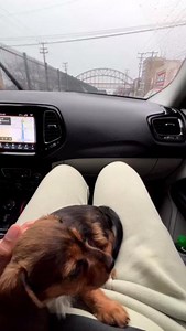 110K views · 764 reactions | This little Yorkie-Dachshund mix took a big leap (off his owner's bed) that landed him a visit with us! Our superhero VEGgies helped fix up his fractured bone with attention and care, while mom was able to stand by the whole time. ❤️ Wishing this little one a speedy recovery! #VEGolution #emergencyvet #petcare #dogs #dachshund #yorkie #vetmed #vetlife #petemergency #petparent | VEG ER for Pets | Facebook