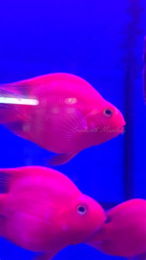 Parrot fish vibes: A splash of color in every swim