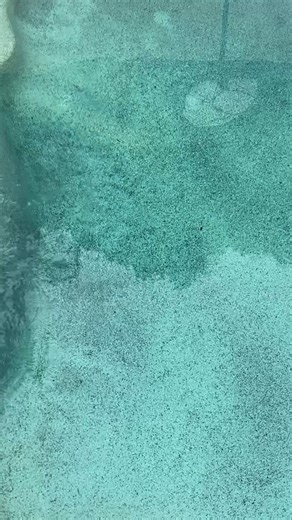 🤝 Before you drain your pool or pay for an acid wash, there’s a safer option. This black spot algae remover treats stubborn black spot without damaging your pool surface or water balance. Designed for concrete, pebblecrete, fibreglass* and tiled* pools, it targets algae where it lives — deep in the surface. Because fixing black spot shouldn’t create new problems. | Mr Pool Man