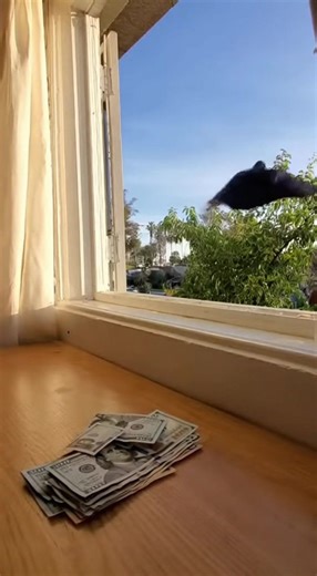 1.7M views · 10K reactions | Crow Brings $100 Bills to Her Owner ...