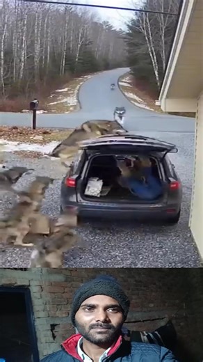 Wolves Attack! A Real Life Nightmare 😱