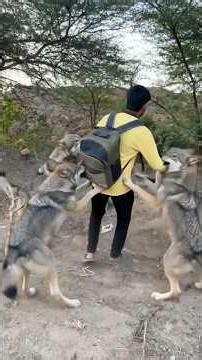 छोटू कहा ग़ायब हो गया 😨😱|| #shortsfeed #vikassir #danger #wolf #funny #shortsfeed #viral #facts