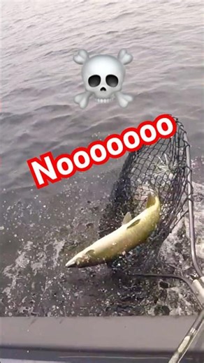 Big Musky EXPLODES on Bucktail (EPIC LOSS!!!) 😲😱#fishing #musky #muskyfishing #fail #fishingfail