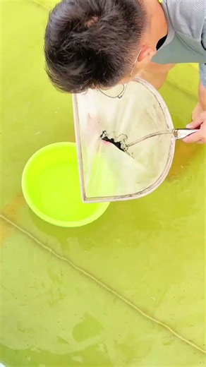 Watch Thousands of Tiny Fish Move at Once