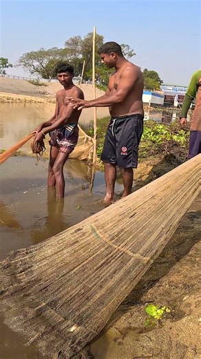 Catching Fish with a Cast Net | Incredible Technique #CastNet #FishingLife #VillageLife #Fish