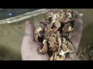 Walnut Cracking and Separate Machine | Walnut Shelling Machine