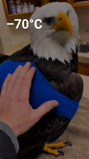 An Injured Bird Fell into the Snow — What Happened Next Is Heartbreaking #movie #wildliferescue