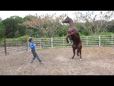 How to stop a horse from rearing
