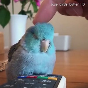 258K views · 8.2K reactions | Best feeling ever By blue_birds_butler | IG | 9GAG Cute | Facebook