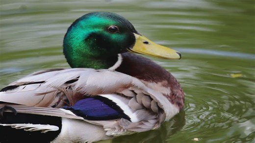 Mallard Duck: Origins, Facts & Characteristics