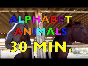 ALPHABET ANIMALS / PHONICS / ALPHABET SONG (Compilation) Learn 100+ Animals / EDUCATIONAL KIDS