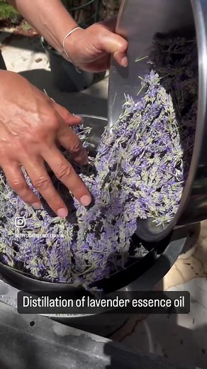Do you love lavender? Join our tours to Kfarmichki and walk away with a unique understanding of what it takes to be a lavender farmer and an essential oil distiller. #viralvideo #lavenderlover #kfarmichki #kfarmichkilavender #weshowyoulebanon #citysightseeinglebanon #uniqueexperience #lavenderdistillation #lavenderdistillery