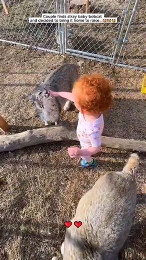 3K views · 78 reactions | Couple decided to bring baby bobcat home to raise bobcat babybobc... | Chicago Rescue Dog Rangers | Facebook
