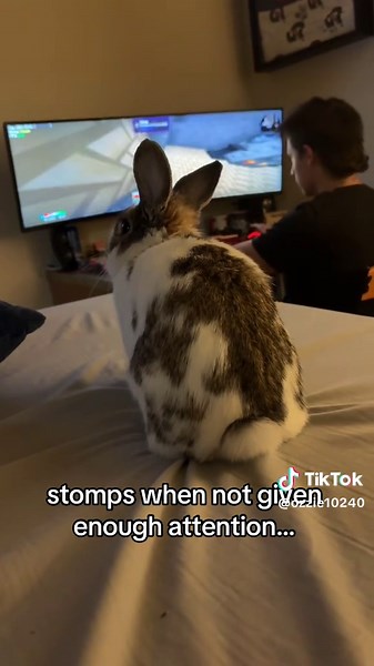 Sassy Bunny Throws Tantrum for Attention
