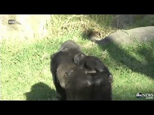 Baby Gorilla Crushed to Death at San Francisco Zoo