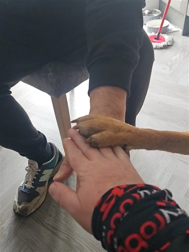 My Mates #labradorretriever #labrador #dogsoftiktok #foryoupage #fyp