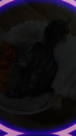 我的眼中只有你 #异宠乌鸦 #乌鸦饲养 #黑色大鸟 #养乌鸦日常分享