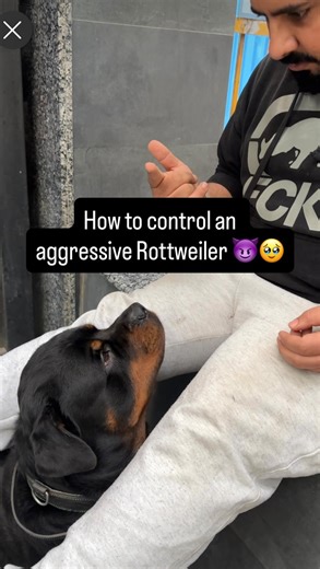 Namita Dua - Namitaology (BUBZEE , LADY OLLIE & ZOEY) on Instagram: "How to control an aggressive Rottweiler Dog 🐕 . . . [rottweiler dog,rottweiler puppies,rottweiler puppy,rottweilers,funny rottweiler,rottweiler guard dog,rottweiler protection dog,rottweiler training,cutest rottweiler dogs,rottweiler funny,rottweiler for sale,funny rottweiler compilation,rottweiler compilation,rottweiler dogs,rottweiler puppies for sale,own rottweiler,rottweiler 101,rottweiler tips,male rottweiler,rottweiler f