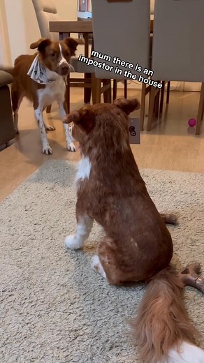 Transform Your Pet into a Lifelike 𝗖𝗨𝗦𝗧𝗢𝗠 𝗦𝗧𝗨𝗙𝗙𝗘𝗗 𝗔𝗡𝗜𝗠𝗔𝗟! 🐾 Want to keep your pet's memory alive forever? Now you can with a custom stuffed animal that looks just like your beloved pet! 🎨🐕🐈 "We were amazed with how fabulous his clone turned out. In every detail, they brought Mr. Bear back to life. Will definitely be recommending to all my fellow pet lovers. Thanks so much!" - Corrie M. ⭐⭐⭐⭐⭐ 🛍️ 𝗪𝗵𝘆 𝗣𝗲𝘁 𝗟𝗼𝘃𝗲𝗿𝘀 𝗔𝗿𝗲 𝗖𝗵𝗼𝗼𝘀𝗶𝗻𝗴 𝗨𝘀: ✅ 𝗙𝗿𝗲𝗲 𝗗𝗼𝗻𝗮𝘁