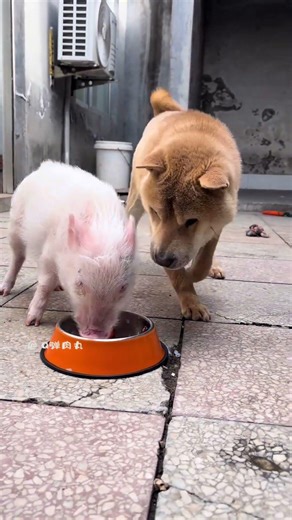 Charming Friendship: Pigs & Dogs Dine on Strawberries