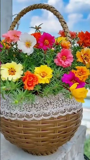 How to Grow Four O'Clock Flowers for Beautiful Decoration!