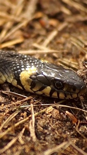 Amazing Snake Fact 😲 Snakes Sleep With Their Eyes Open | Animal Facts #shorts