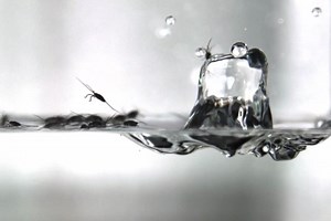 Comment les araignées d’eau résistent (ou pas) aux gouttes de pluie