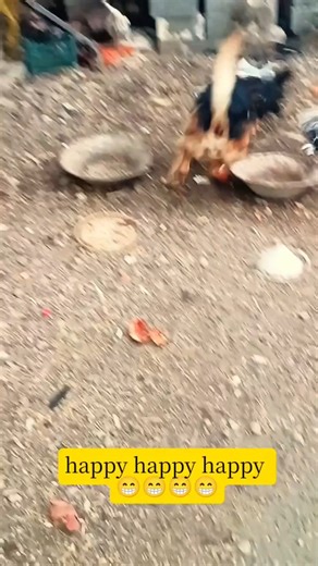 "Happy Dog Running Like Crazy! 🐾❤️"