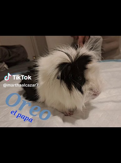 Martha Alcazar (@marthaalcazar7)’s videos with Guinea Pig Olympics - Parry Gripp