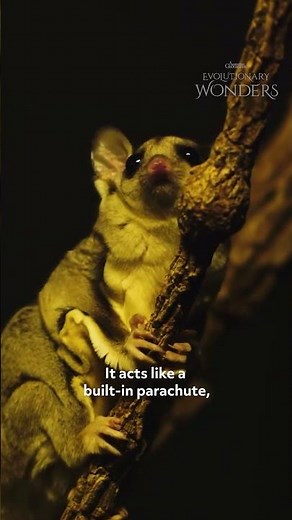 How Does A Sugar Glider Glide?